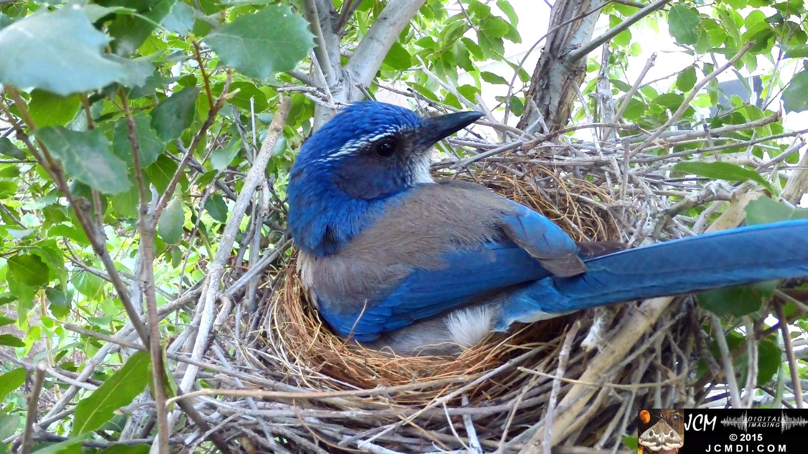 Scrub Jay in nest looking over shoulder Documentary GoPro Hero3+ Black polecam 4-4-2015 Santa Clarita JCMDI.COM